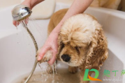 怎么让狗狗喜欢洗澡