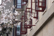 武汉大学樱花3月20日好约吗2022