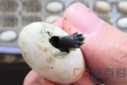 乌龟蛋怎么自然孵化
