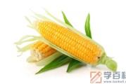 玉米是新鲜存放还是煮熟存放
