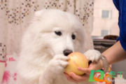 狗吃芒果会不会有危险
