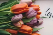 郁金香的花语是什么