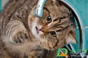 猫不爱喝水可以强灌吗