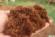椰糠怎么配营养土 椰糠可以直接种植物吗