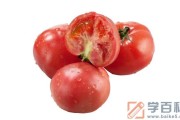 普罗旺斯西红柿是转基因食品吗