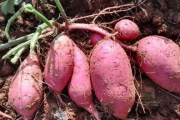红薯适宜生长在什么土里
