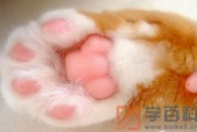 猫咪脚垫热是什么原因