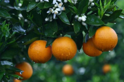 柑橘裂果原因有哪些